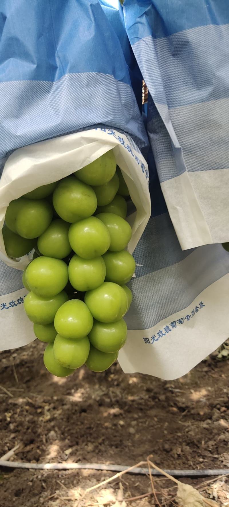 西昌优质阳光玫瑰，货源充足，味道鲜甜，欢迎老板采购