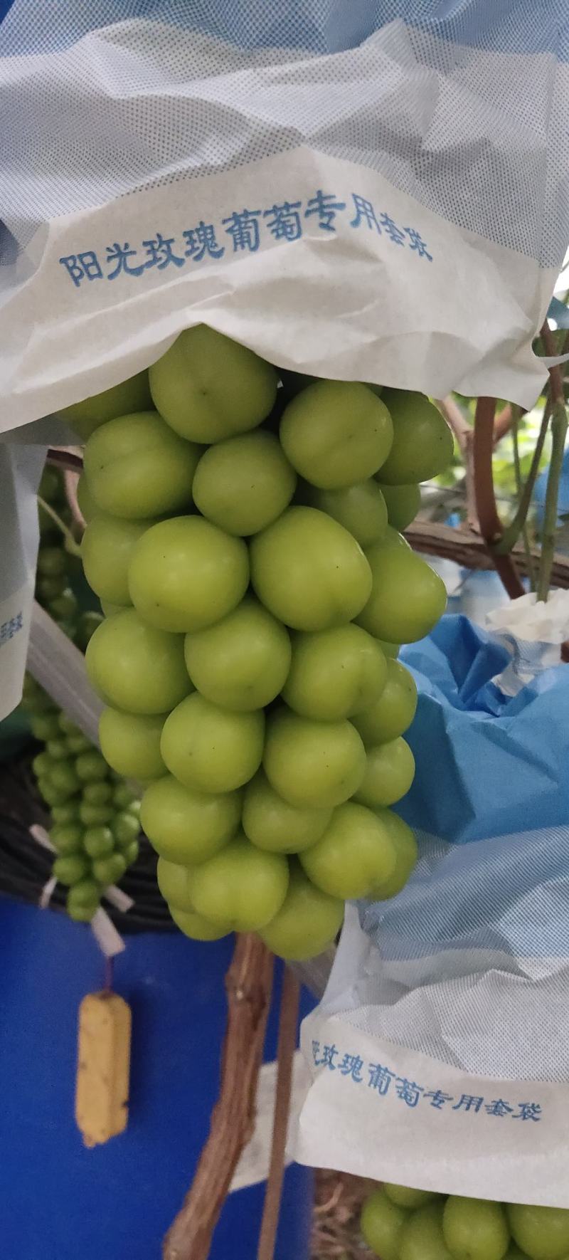 西昌优质阳光玫瑰，货源充足，味道鲜甜，欢迎老板采购