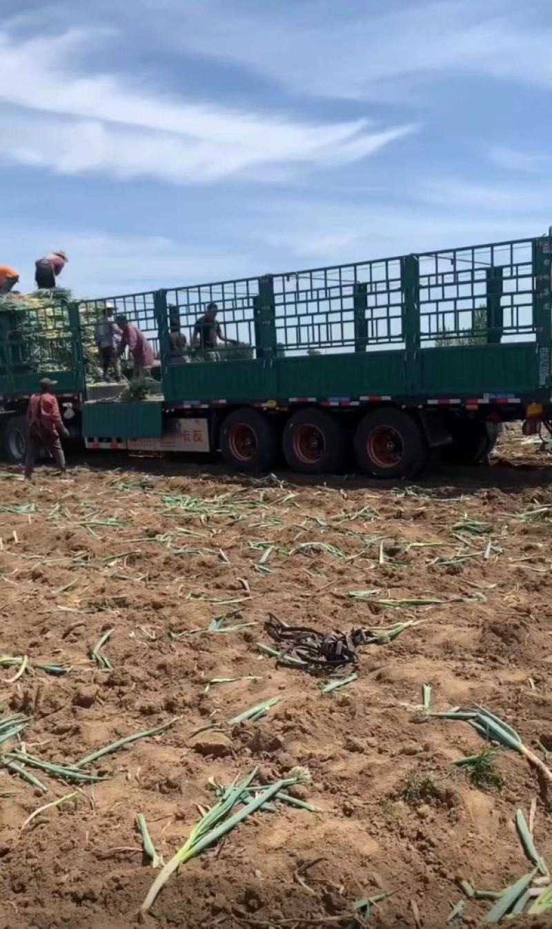 [推荐]山东潍坊大葱铁杆大葱产地直发全国发货