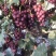 巨峰火速预定中