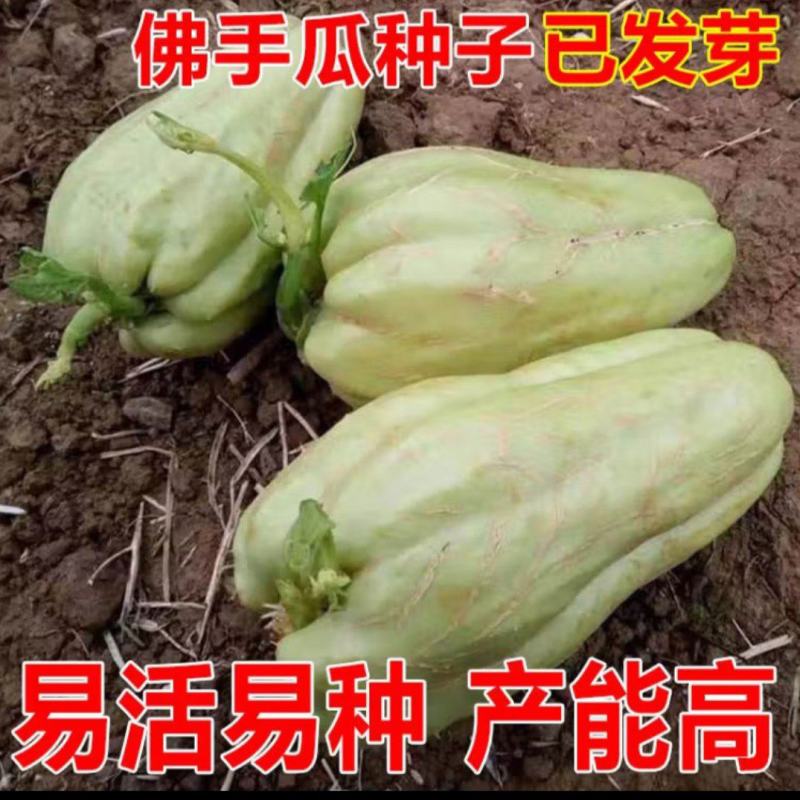 佛手瓜种子产地直发