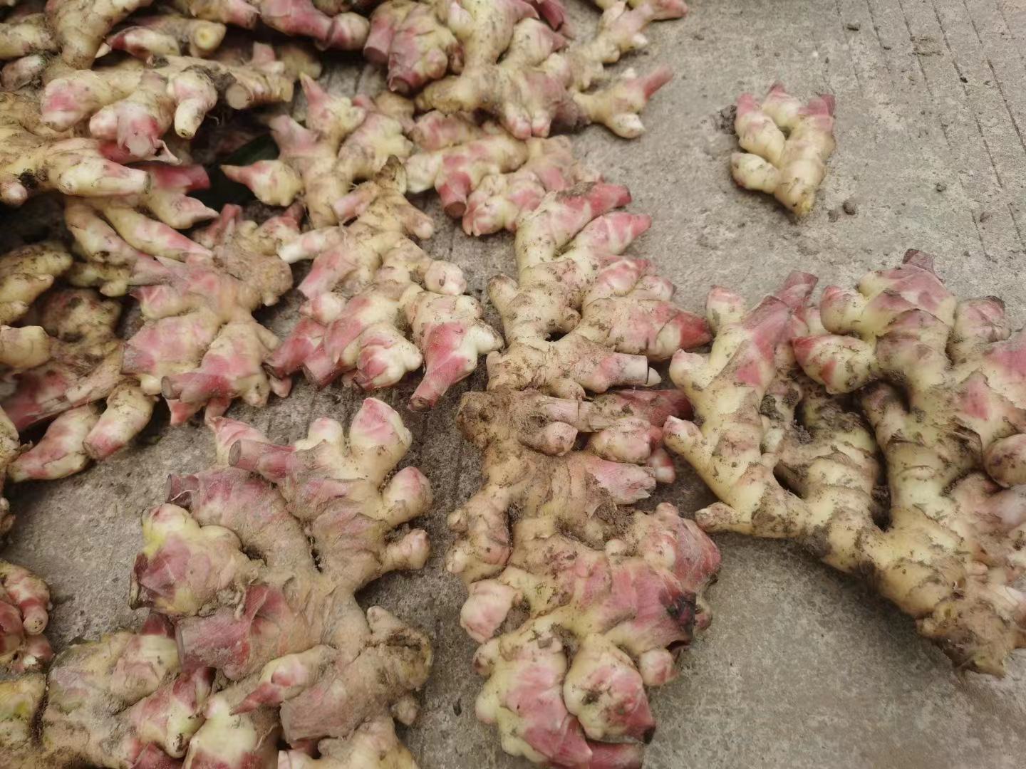 展示新鲜生姜与姜粉的外观对比,左侧为带皮生姜块茎,右侧为装在容器中的姜粉 生姜与姜粉对比图