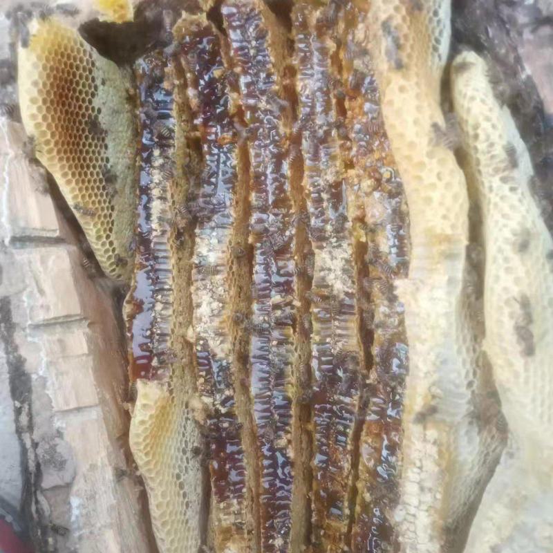 土蜂蜜