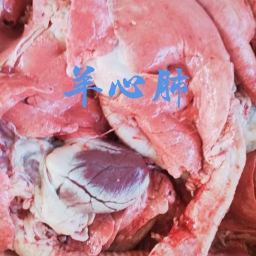 【羊心肺】绵羊的心肺！新鲜速冻！袋装！常年有货！