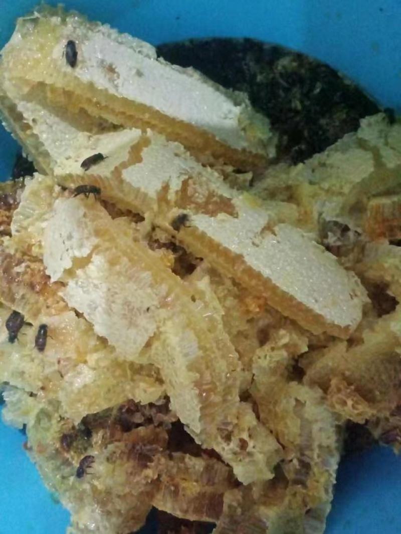 土蜂蜜