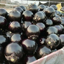 《优选紫光圆茄》河南产地一手货源量大从优，对接全国批发