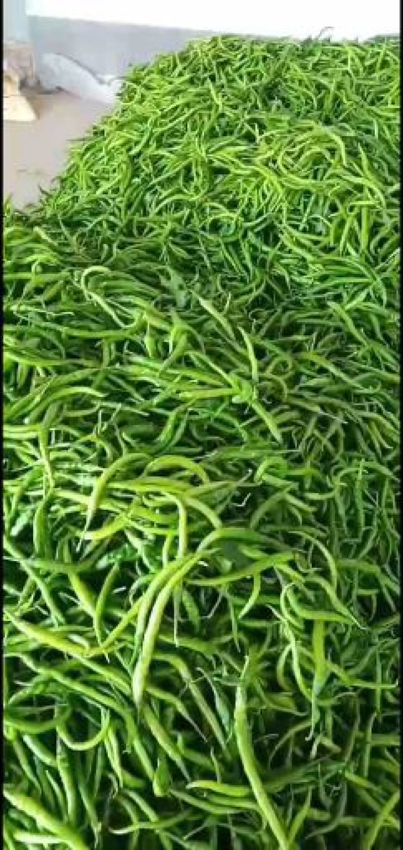 精品辣椒陕西渭南鲜辣椒，线椒，新鲜上市，欢迎咨询