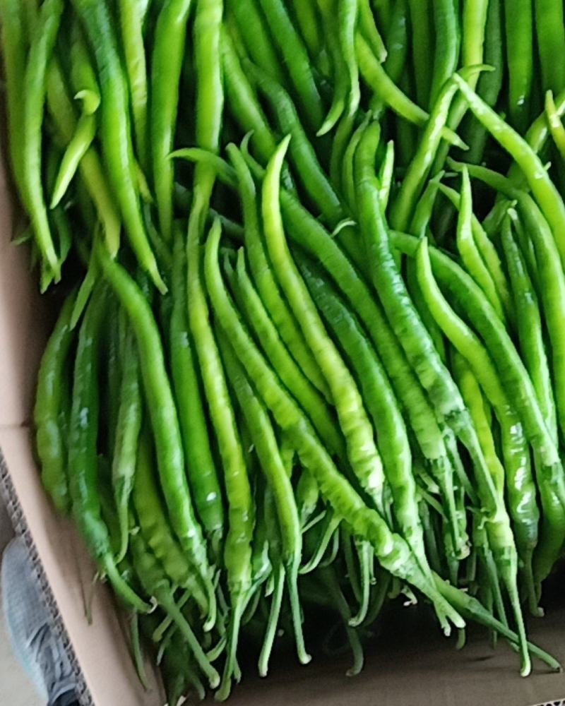 精品辣椒陕西渭南鲜辣椒，线椒，新鲜上市，欢迎咨询