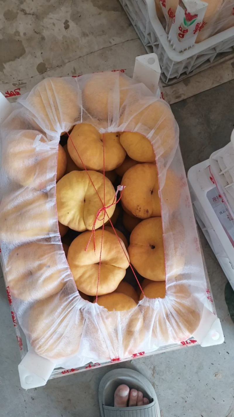 瑞潘101大量现货，口感好质量佳，价格优惠