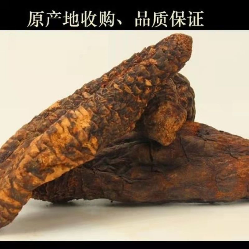 正品锁阳肉苁蓉整个新货无硫新疆肉苁蓉可切片金锁阳