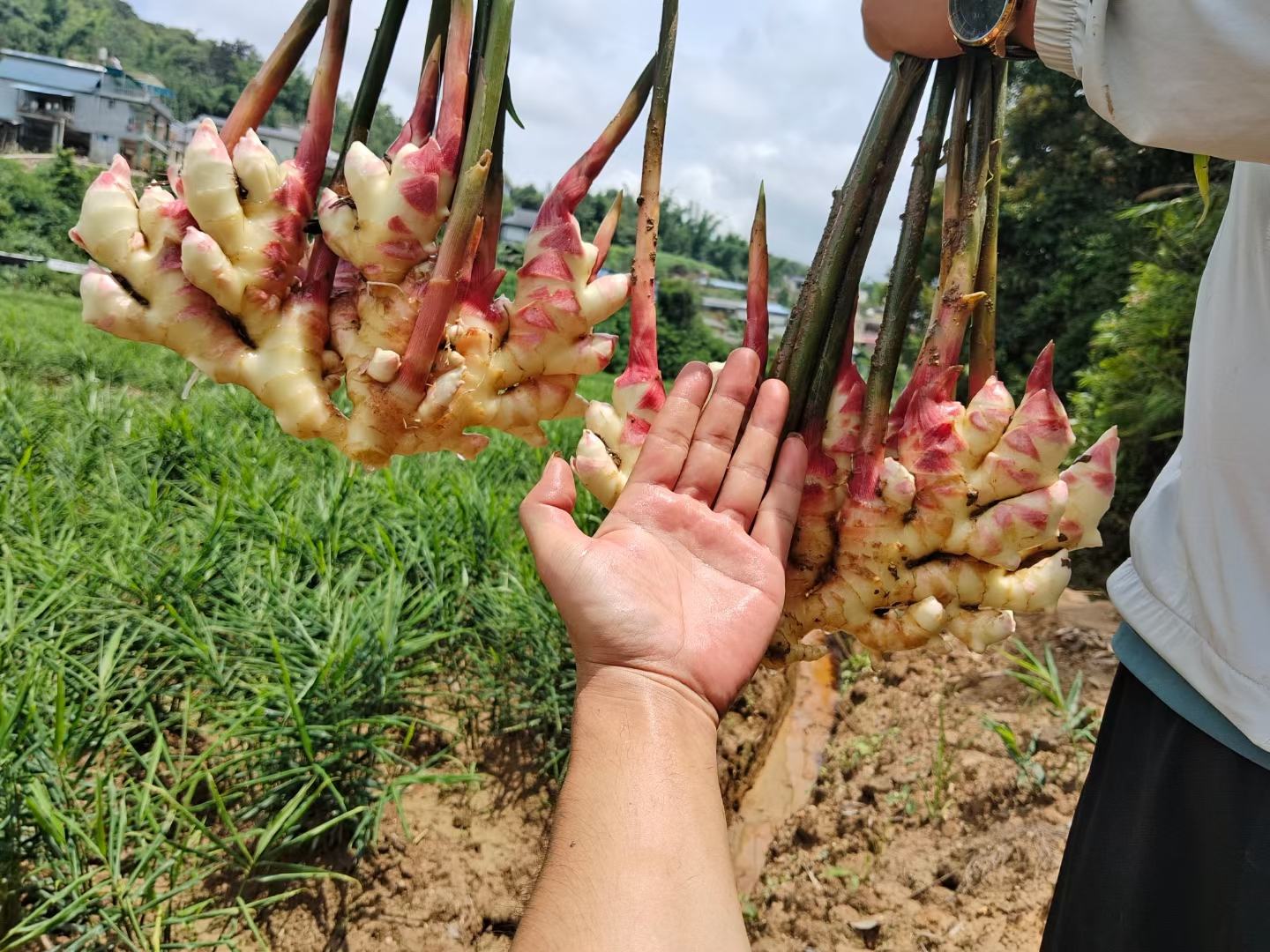 子姜种植田块中设置纵向与横向排水沟,沟深30-40厘米,沟底平整,连接主排水渠,有效降低地下水位,防止涝害诱发姜瘟病 子姜田间排水沟建设示意图