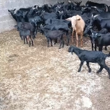 正宗本地黑山羊