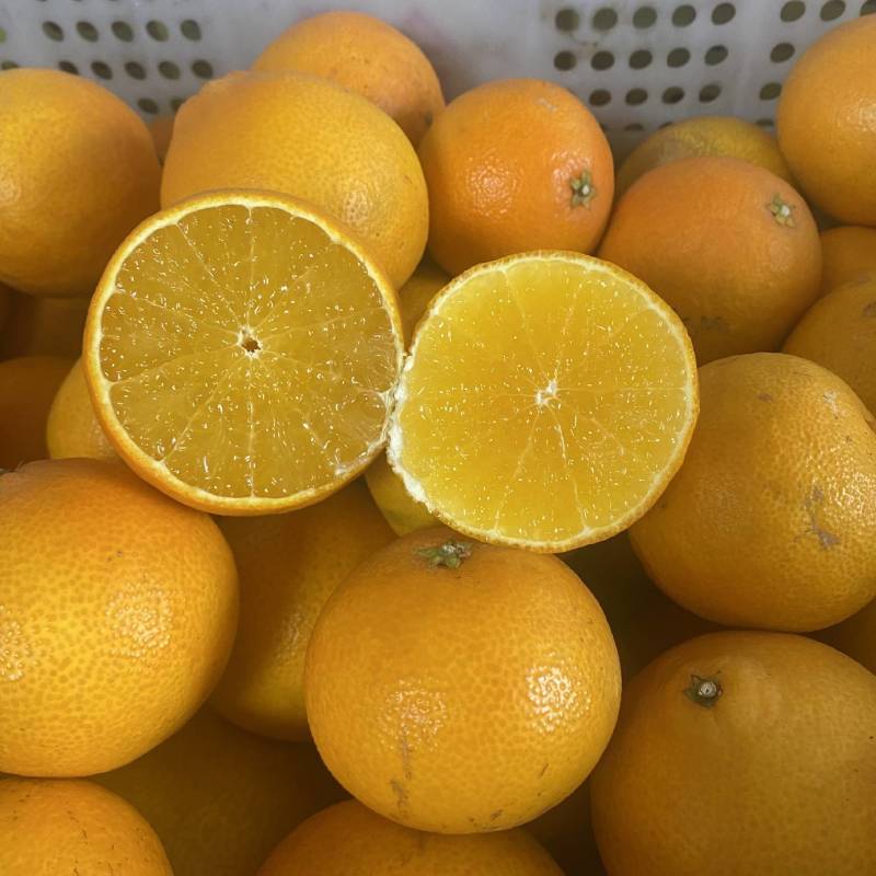 红美人果冻橙现摘现发精品可一件代发可批发