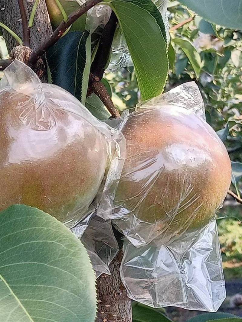 玉露香梨