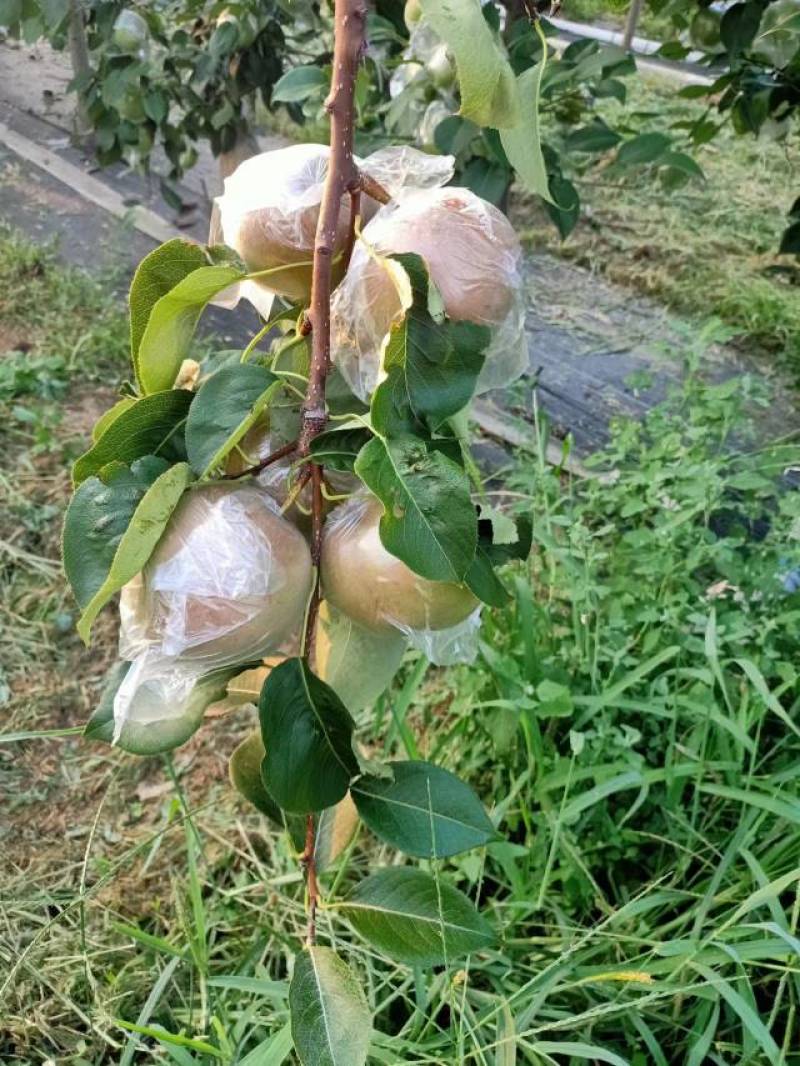 玉露香梨