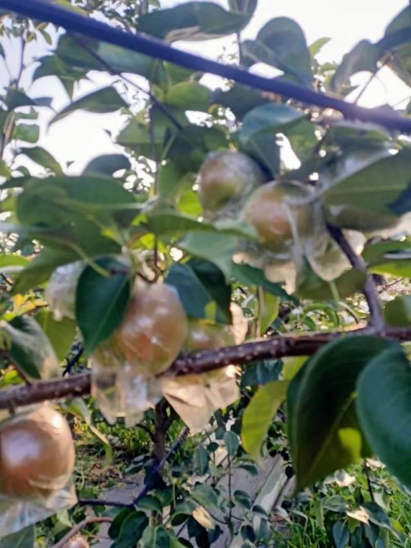 玉露香梨