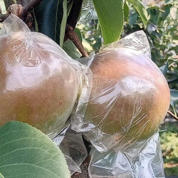 玉露香梨