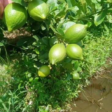 广东香水柠檬