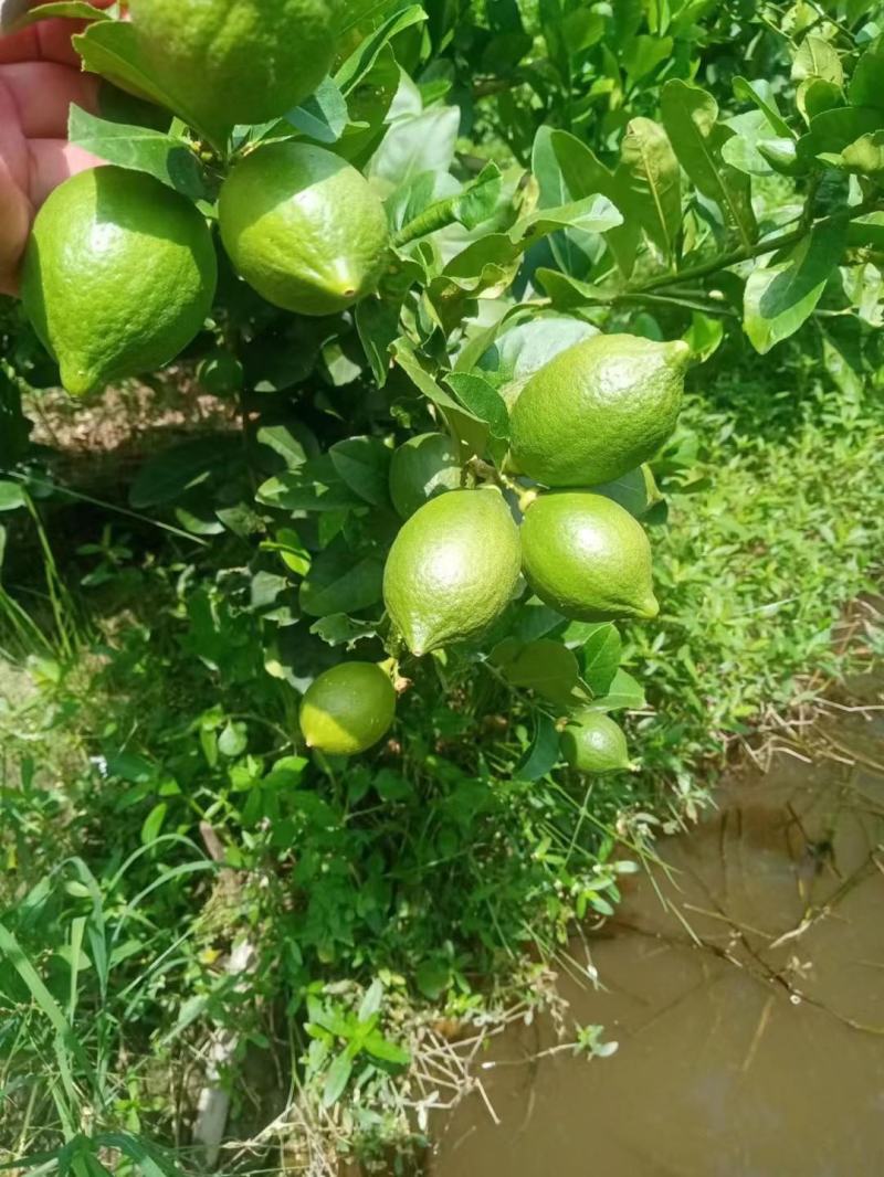 广东香水柠檬