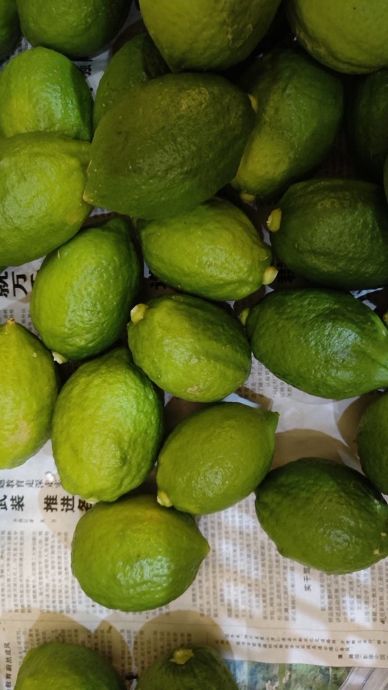 广东香水柠檬
