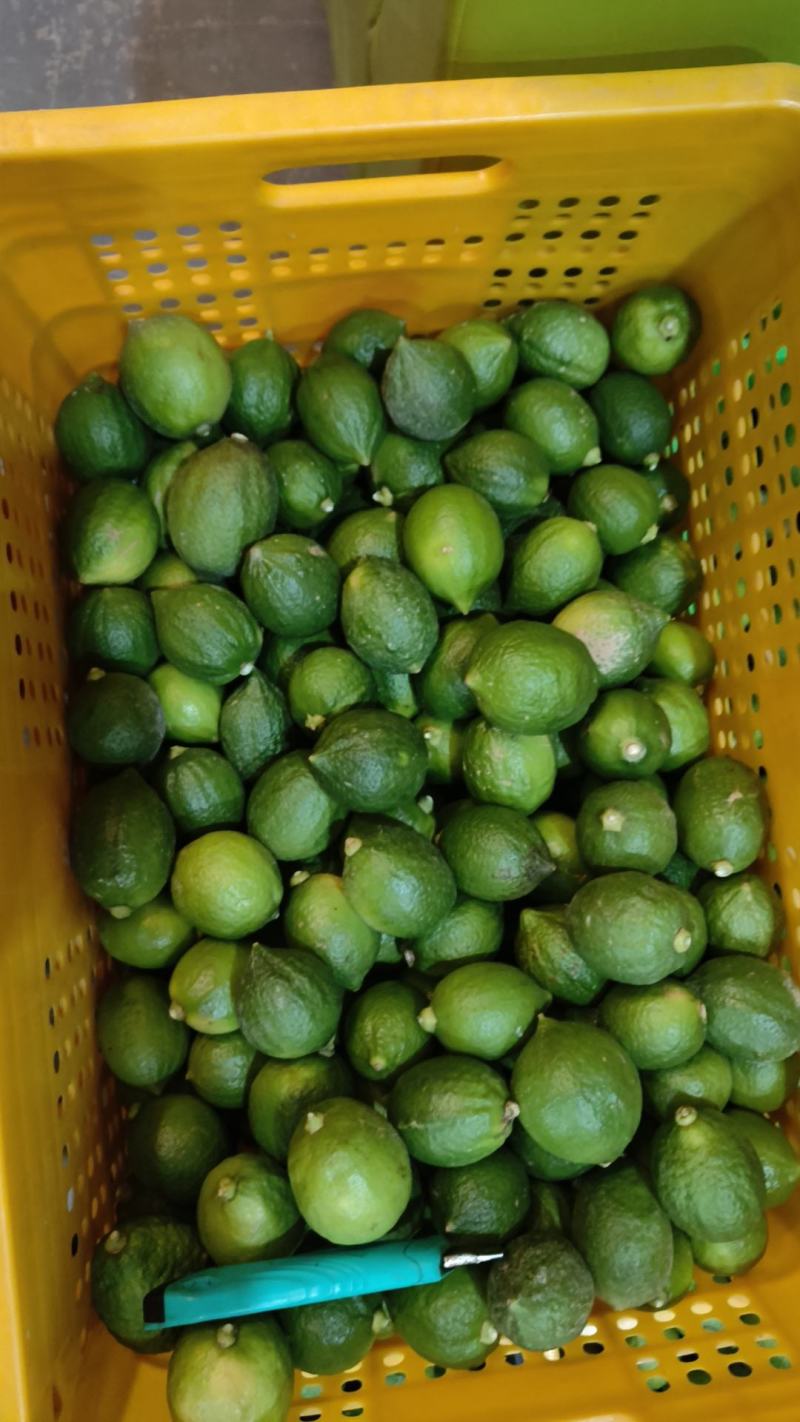广东香水柠檬