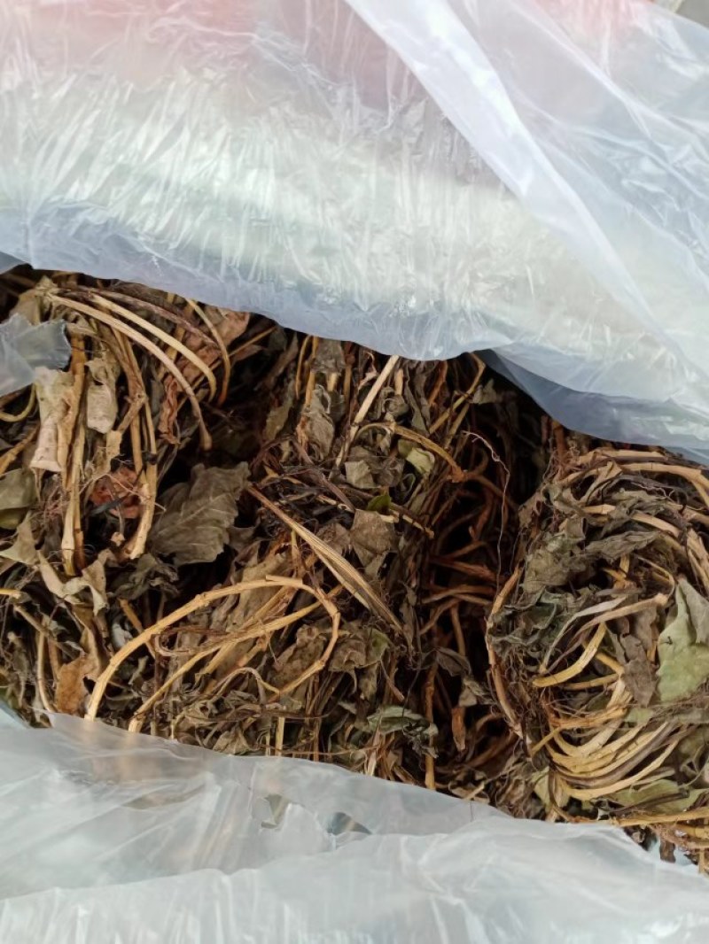 鸡屎藤