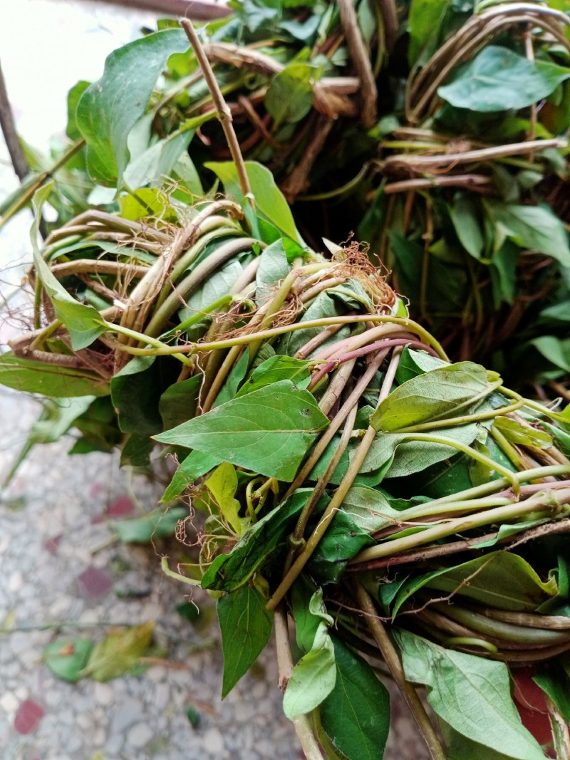 鸡屎藤