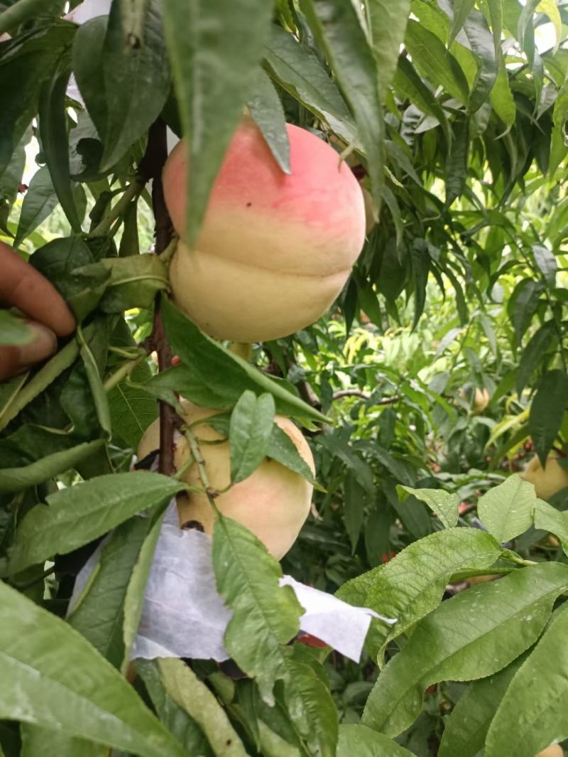 寒露桃产地大量上市量大从优货源充足