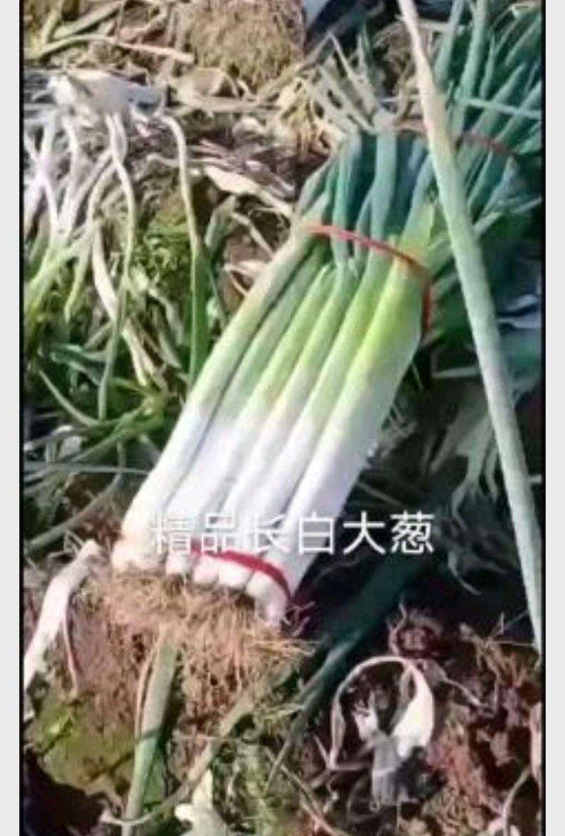 河北精品长白大葱产地直供质量保证货源充足量大价优