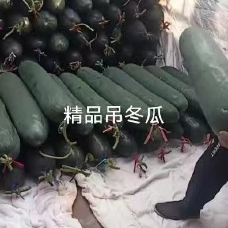 河北唐山吊冬瓜大量供应量大从优欢迎各地采购商联系