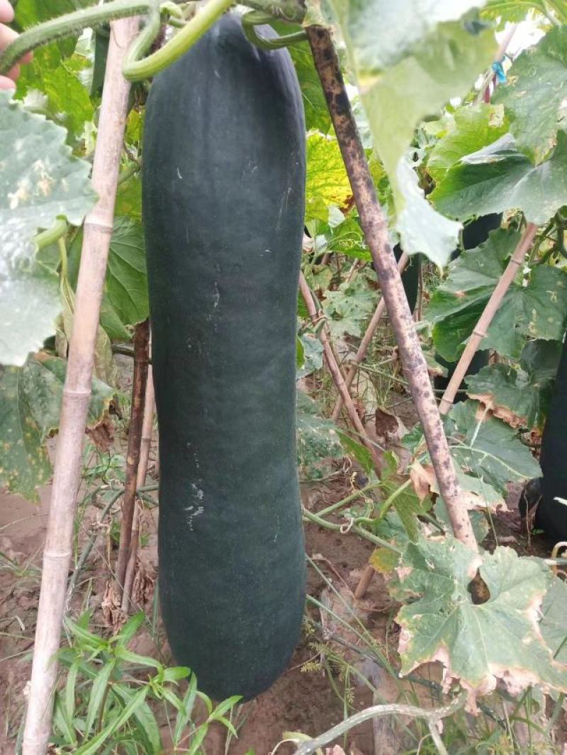 河北唐山吊冬瓜大量供应量大从优欢迎各地采购商联系