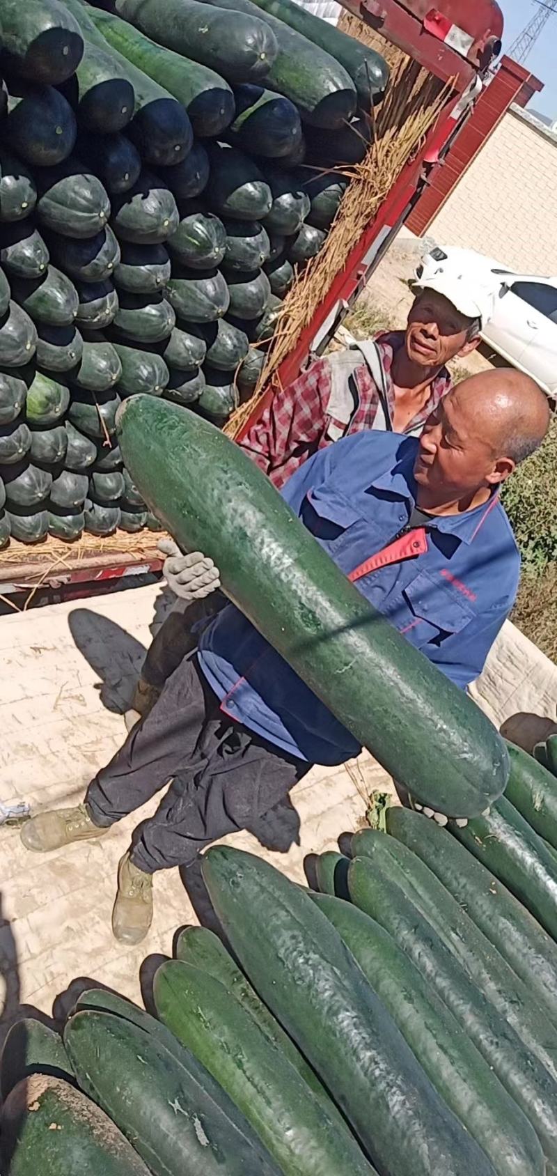 河北唐山吊冬瓜大量供应量大从优欢迎各地采购商联系