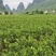 基地直销，大果脆蜜金桔移植苗，布袋苗，量大全国包送