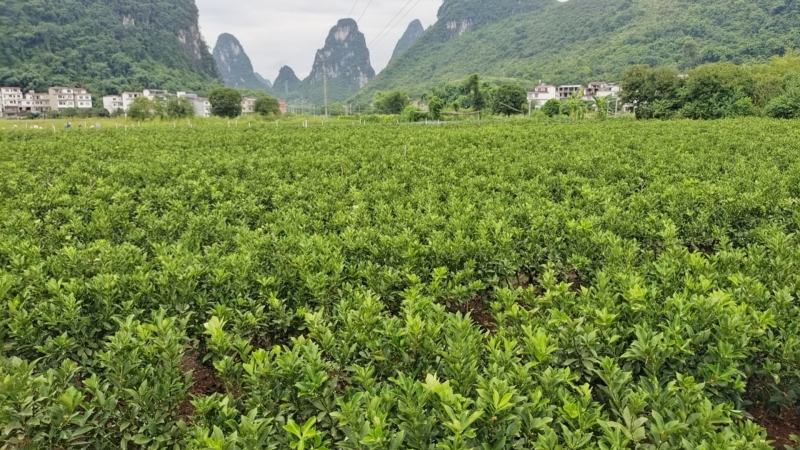 基地直销，大果脆蜜金桔移植苗，布袋苗，量大全国包送