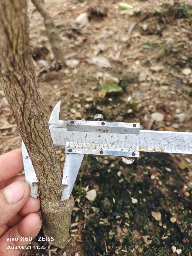 基地直销，大果脆蜜金桔移植苗，布袋苗，量大全国包送