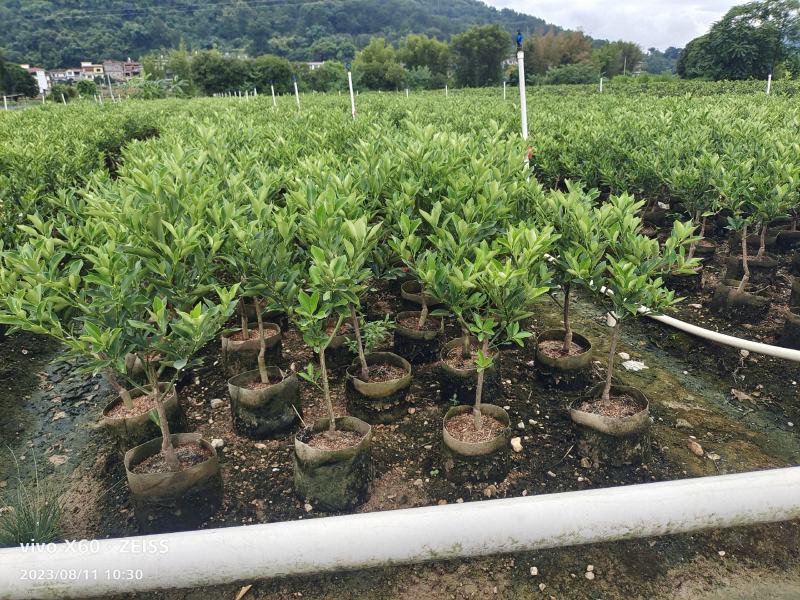 基地直销，大果脆蜜金桔移植苗，布袋苗，量大全国包送