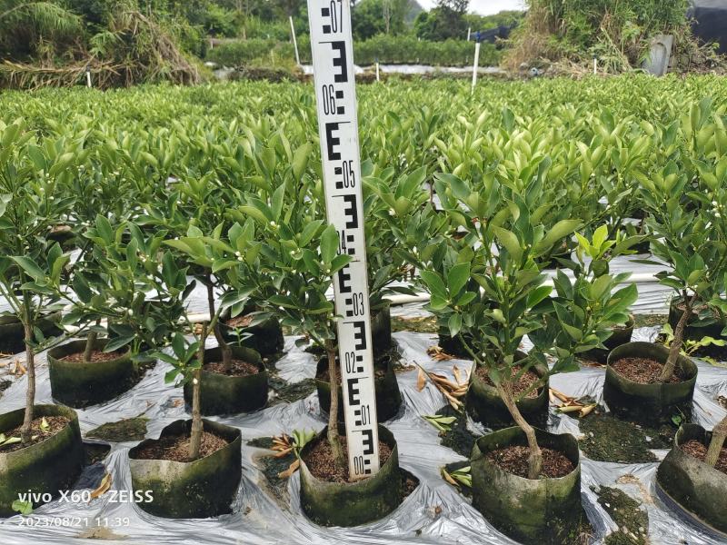 基地直销，大果脆蜜金桔移植苗，布袋苗，量大全国包送