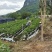 基地直销，大果脆蜜金桔移植苗，布袋苗，量大全国包送