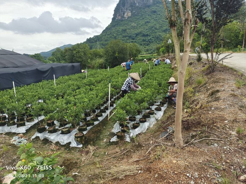 基地直销，大果脆蜜金桔移植苗，布袋苗，量大全国包送