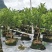 基地直销，大果脆蜜金桔移植苗，布袋苗，量大全国包送