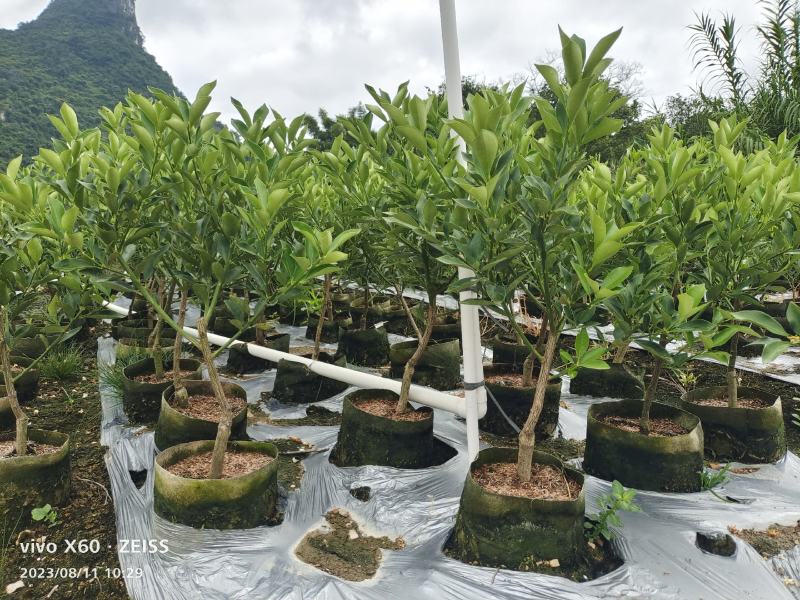 基地直销，大果脆蜜金桔移植苗，布袋苗，量大全国包送