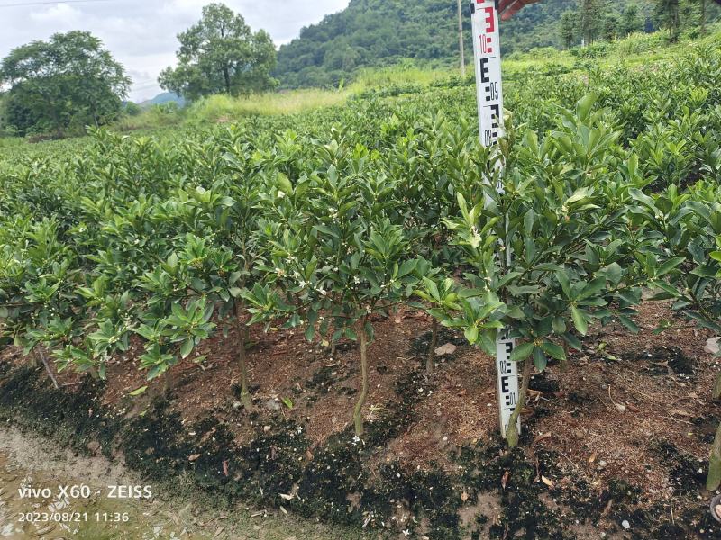 基地直销，大果脆蜜金桔移植苗，布袋苗，量大全国包送