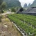 基地直销，大果脆蜜金桔移植苗，布袋苗，量大全国包送