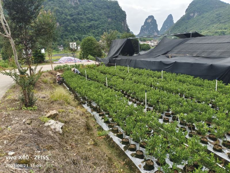 基地直销，大果脆蜜金桔移植苗，布袋苗，量大全国包送