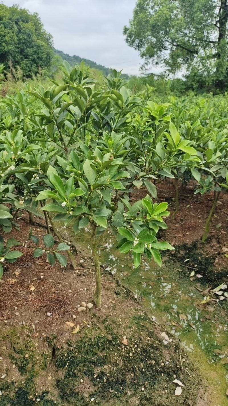 基地直销，大果脆蜜金桔移植苗，布袋苗，量大全国包送