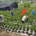 基地直销，大果脆蜜金桔移植苗，布袋苗，量大全国包送