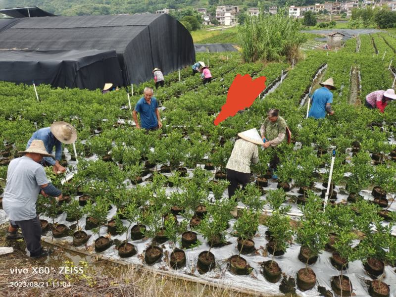 基地直销，大果脆蜜金桔移植苗，布袋苗，量大全国包送