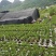 基地直销，大果脆蜜金桔移植苗，布袋苗，量大全国包送