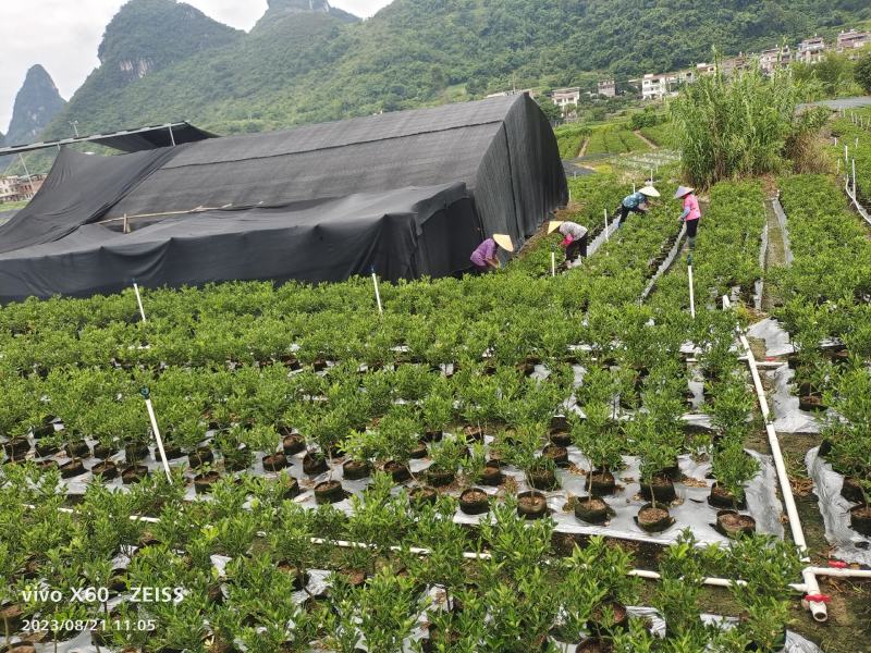 基地直销，大果脆蜜金桔移植苗，布袋苗，量大全国包送