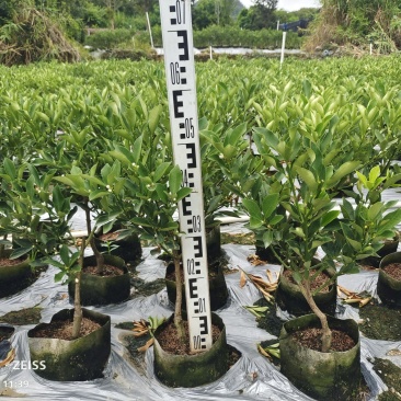 基地直销，大果脆蜜金桔移植苗，布袋苗，量大全国包送